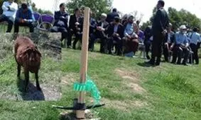 کلنگی که زمین‌گیر شد و گوسفندی که جان سالم به در برد