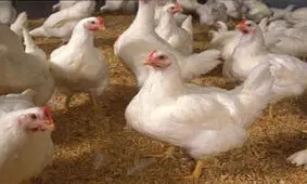 "دان" هم عامل گرانی مرغ نیست!