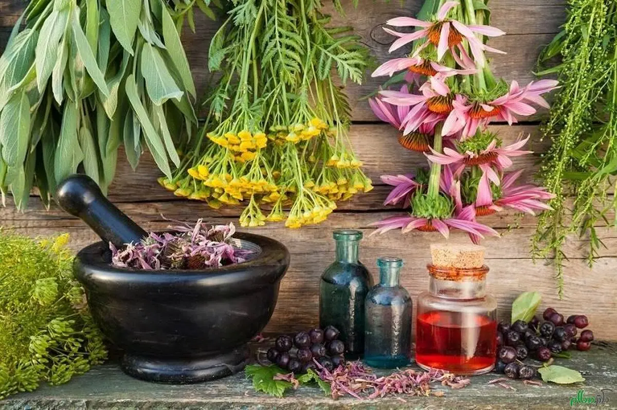 11 مسکن گیاهی در طب سنتی را بشناسید