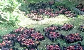 برداشت ۱۰ تن انجیر از باغات شهرستان بدره