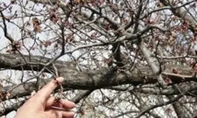 خسارت ۱۶۰ میلیارد تومانی سرمازدگی به باغات خدابنده