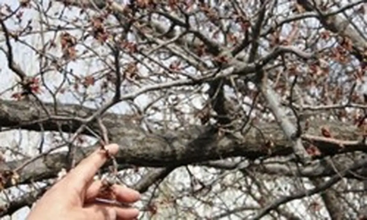 خسارت ۱۶۰ میلیارد تومانی سرمازدگی به باغات خدابنده
