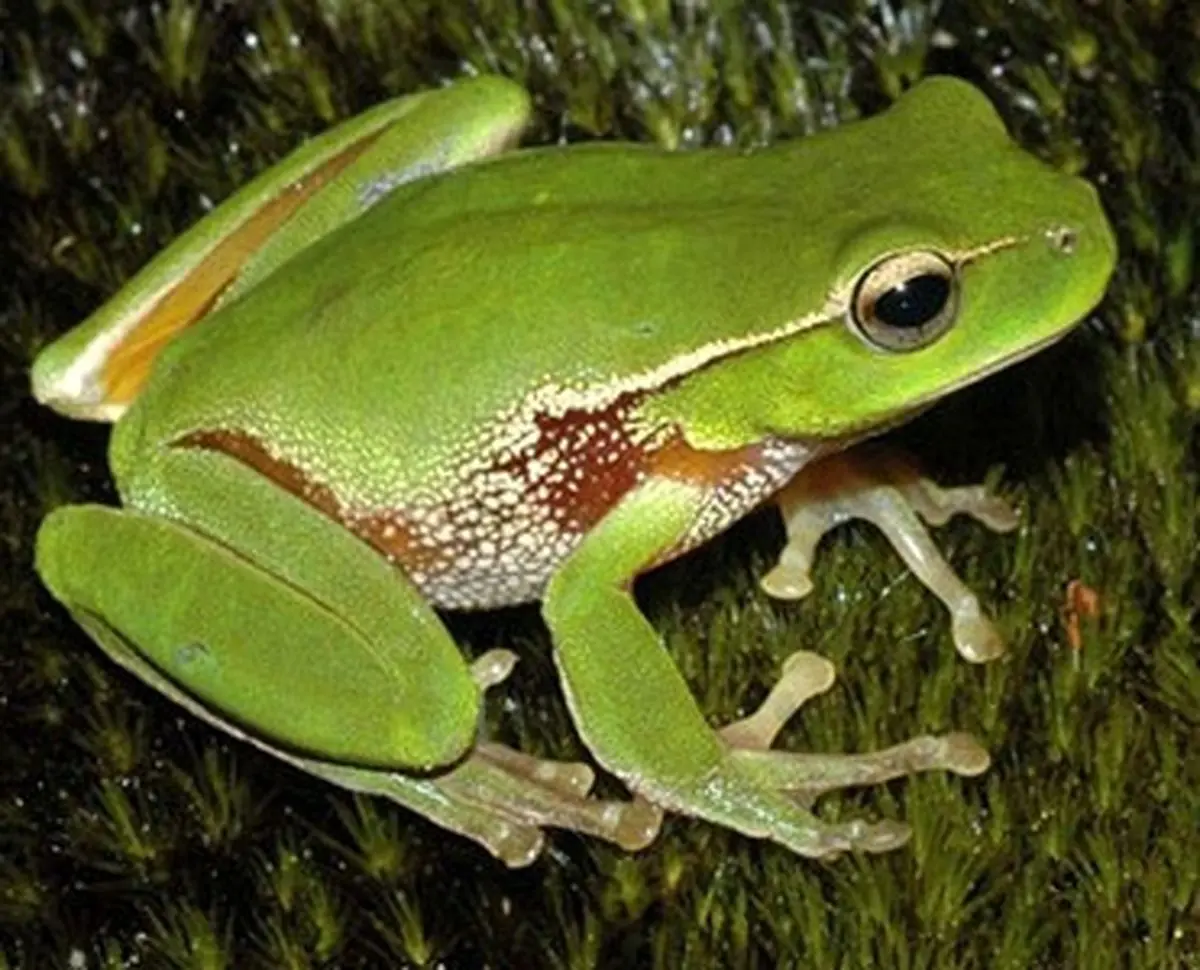 سواری گرفتن قورباغه ها از تمساح