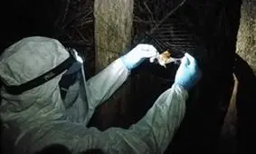 ویروس خطرناکی که خفاش‌ها به جان انسان می اندازند!