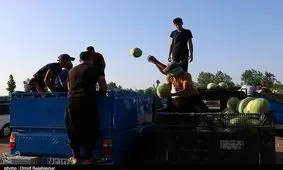 صادرات سیب‌زمینی، گوجه فرنگی و هندوانه به عراق ممنوع شد + سند