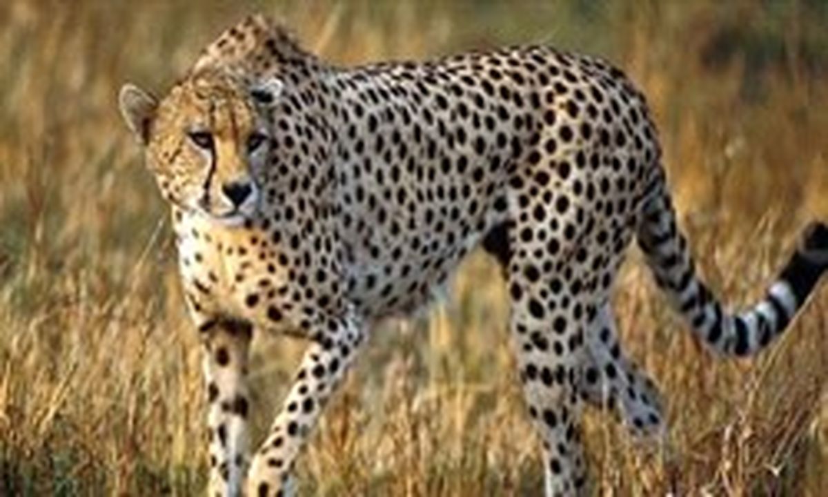 داستان غمانیز گربهسان ایرانی/ شیرازیها برای حمایت از یوز آسیایی گرد هم میآیند