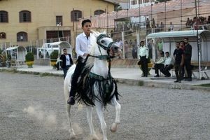 جشنواره ملی زیبایی اسب کُرد در بیجار به روایت تصویر