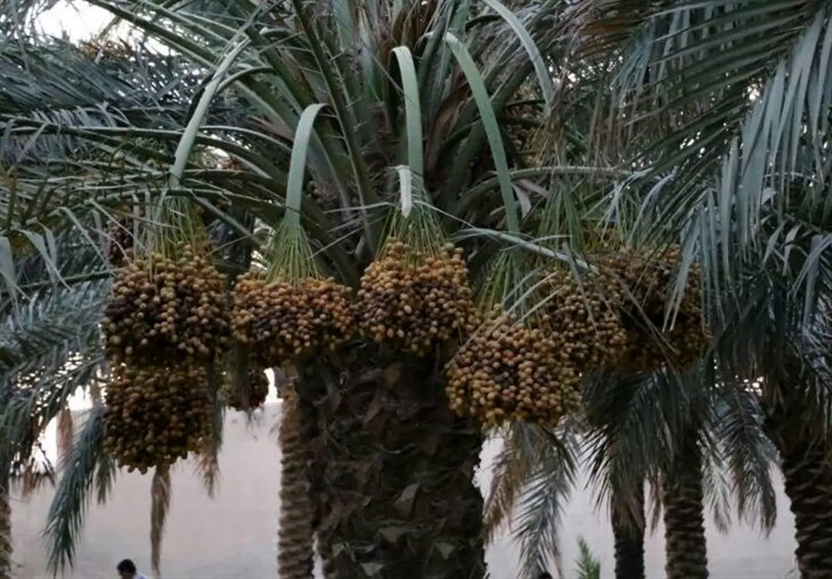 نخستین جشنواره رطب در بندرماهشهر برگزار شد+ عکس