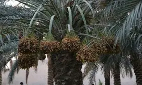 نخستین جشنواره رطب در بندرماهشهر برگزار شد+ عکس