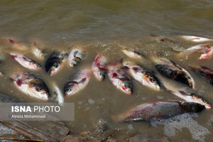 تلف شدن ماهیان رودخانه فریدونکنار