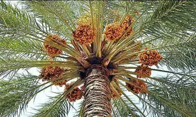 نرخ خرید توافقی خرما در آبادان اعلام شد