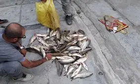 دستگیری ۴ گروه متخلف زیست‌محیطی در شهرستان سلسله