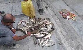 دستگیری ۴ گروه متخلف زیست‌محیطی در شهرستان سلسله