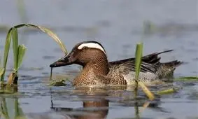 شکار"‌خوتکاهای ابروسفید"‌ در تالاب‌ها و آبگیرهای گیلان ممنوع ا‌ست