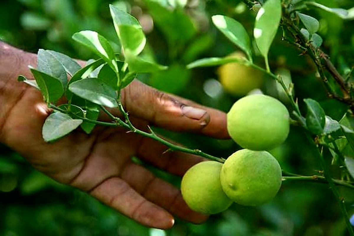 معجونی جادویی برای سوزاندن چربیها