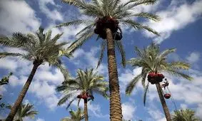 آغاز برداشت خرما دراستان بوشهر