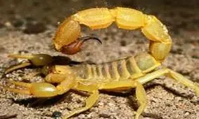 روستایی عجیب که مردمانش با عقرب بازی می‌کنند!