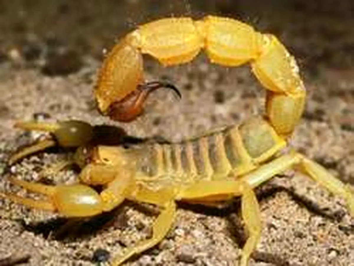 روستایی عجیب که مردمانش با عقرب بازی می‌کنند!