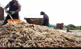 صید میگو از فردا در بوشهر ممنوع است