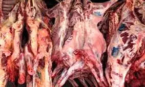 کشف و معدوم سازی ۴ هزار و ۵۰۰ کیلوگرم فرآورده خام دامی در بجنورد