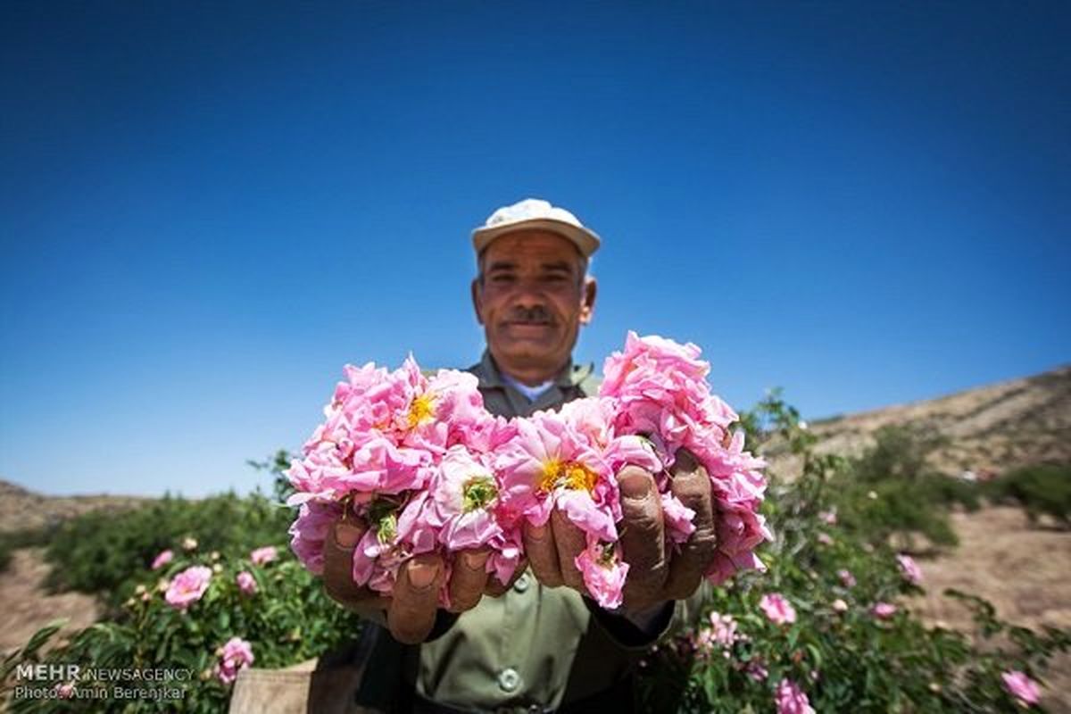 امیریه سالانه ۵تن گلاب تولید میکند/ ایجاد باغ گل شهری
