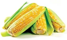 خواص ذرت، از بهبود رشد مو تا جلوگیری از سرطان