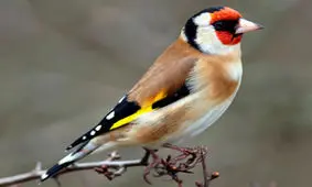 بازگشت ۳۱ قطعه سهره طلایی به دامان طبیعت