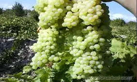 آغاز برداشت انگور در خراسان شمالی