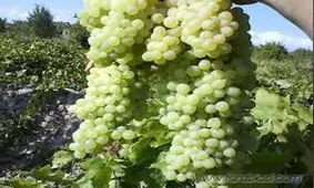 آغاز برداشت انگور در خراسان شمالی