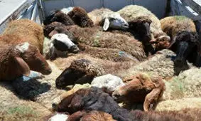 کشف احشام قاچاق در نی ریز