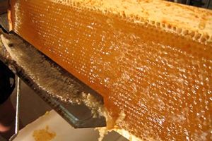 تولید ۶ هزار تن عسل در اردبیل/ ۸۳ درصد تولیدات صادر می‌شود