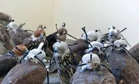 کشف بزرگترین محموله پرندگان شکاری/ کشورهای عربی مقصد پرندگان ایرانی