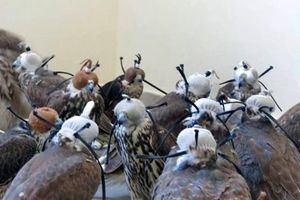 کشف بزرگترین محموله پرندگان شکاری/ کشورهای عربی مقصد پرندگان ایرانی