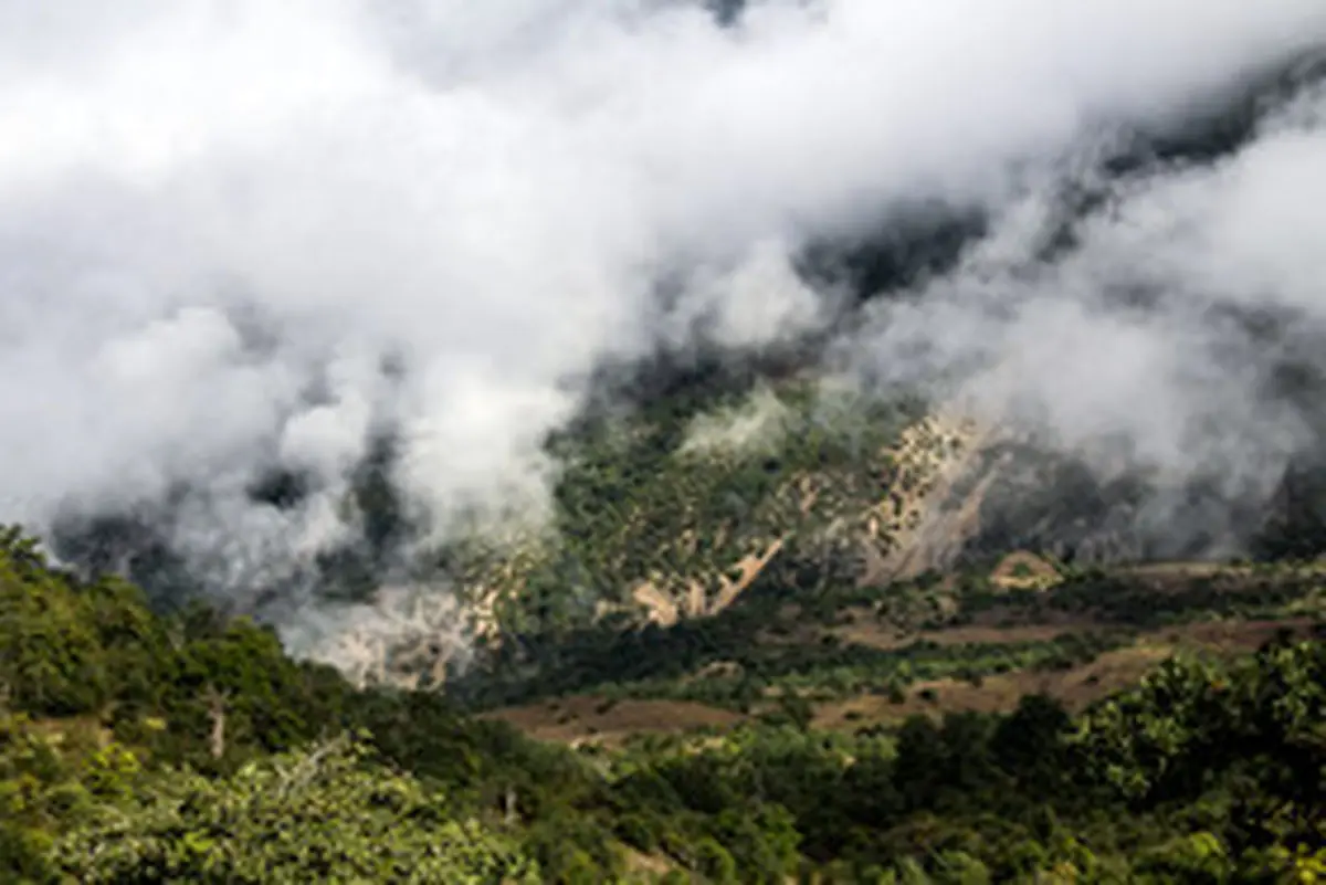 دیدنی‌های ایران؛تصاویری از جنگلی زیبا با جاذبه‌ گردشگری