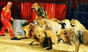 روایتی از پیرترین شیر دنیا در ایران + عکس