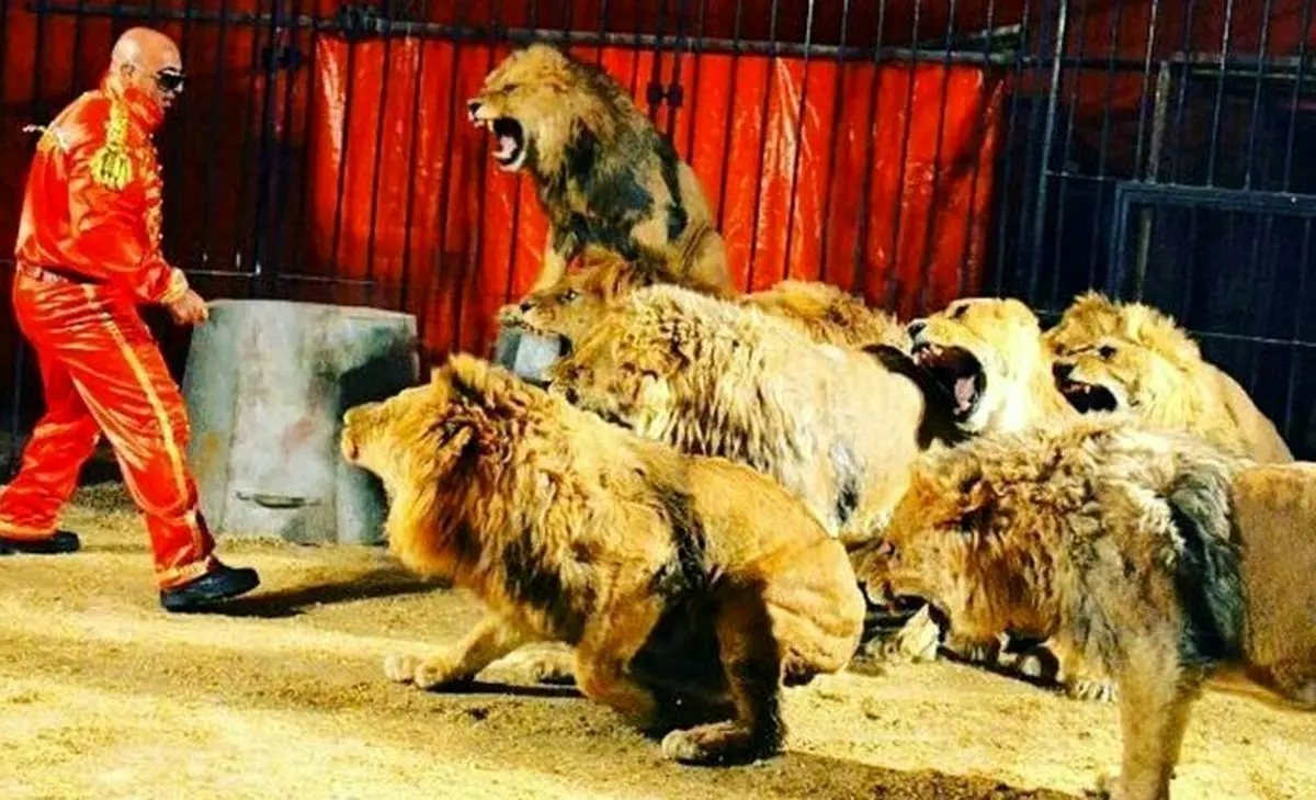 روایتی از پیرترین شیر دنیا در ایران + عکس