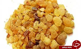 مصطکی چیست؟/ خواص و مضرات برادر کُندر را بشناسید!