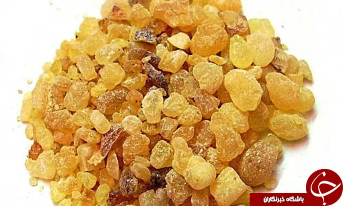 مصطکی چیست؟/ خواص و مضرات برادر کُندر را بشناسید!
