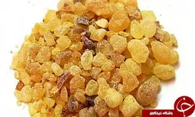مصطکی چیست؟/ خواص و مضرات برادر کُندر را بشناسید!