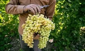 جشنواره ملی «انگور» در مشکین شهر برگزار می شود