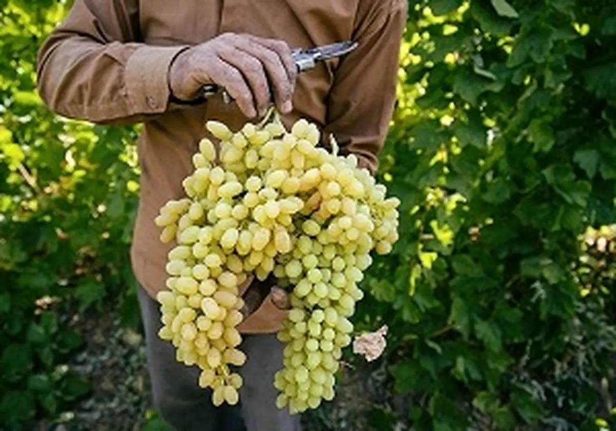 جشنواره ملی «انگور» در مشکین شهر برگزار می شود
