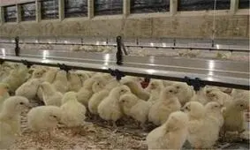 صادرات یک میلیون جوجه یکروزه از اردبیل به کشورهای همسایه