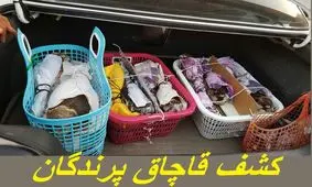 کشف بزرگترین محموله قاچاق پرندگان شکاری