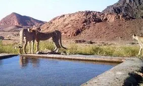 خشکسالی ایران گریبانگیر حیات وحش شده است