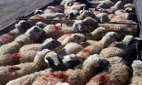 ۴۰ رأس دام زنده قاچاق در آستارا توقیف شد