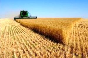 خرید بیش از یک میلیون تن گندم از کشاورزان کردستانی