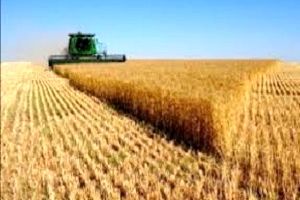 خرید بیش از یک میلیون تن گندم از کشاورزان کردستانی
