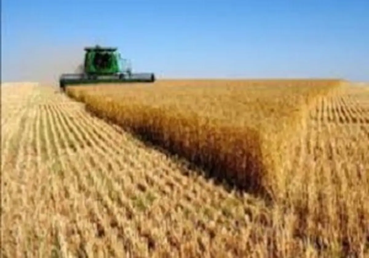 خرید بیش از یک میلیون تن گندم از کشاورزان کردستانی