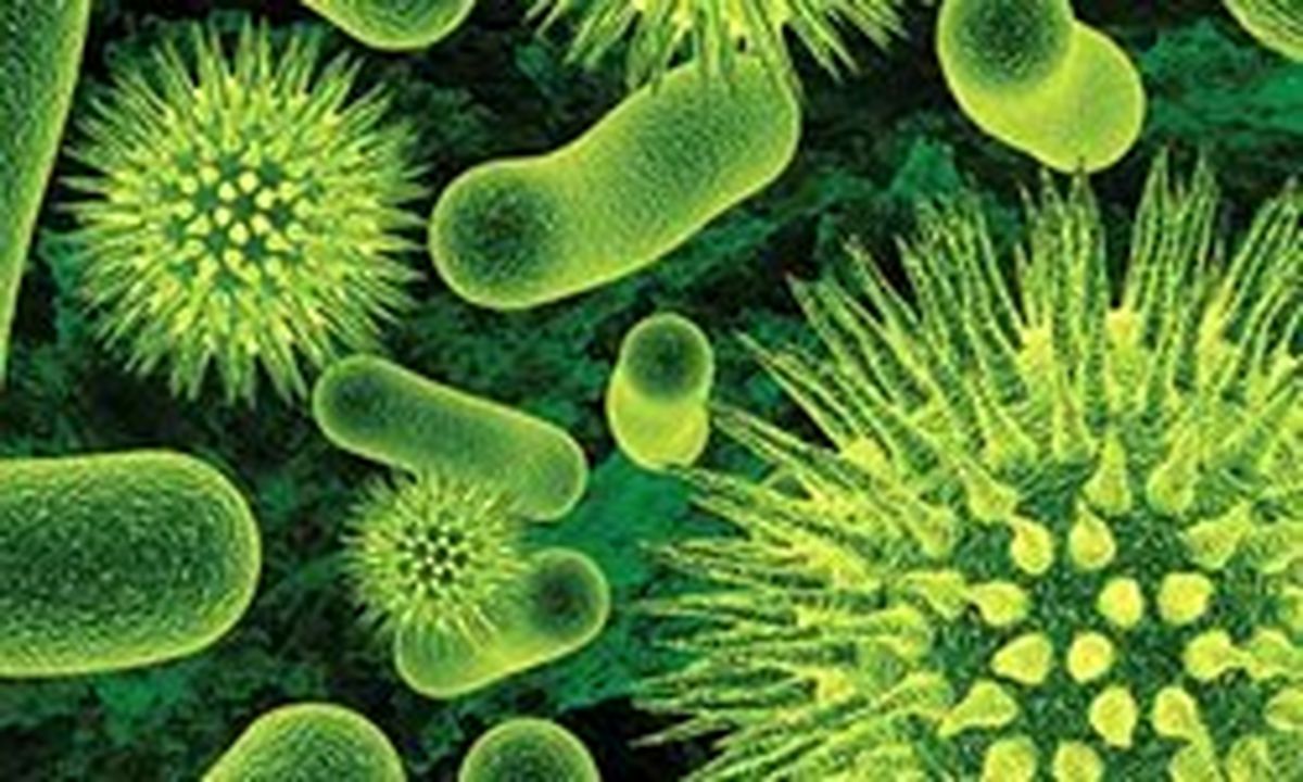 باکتری خطرناکی که هیچ آنتی بیوتیکی حریف آن نیست شناسایی شد