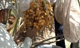 پیش‌بینی برداشت بیش از ۳ هزار تن خرما در طبس